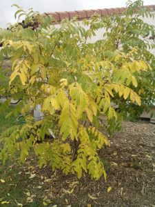 tetradium-jardin-automne