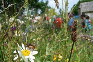 Portes ouvertes abeilles dans le jardin de la Maison du Parc