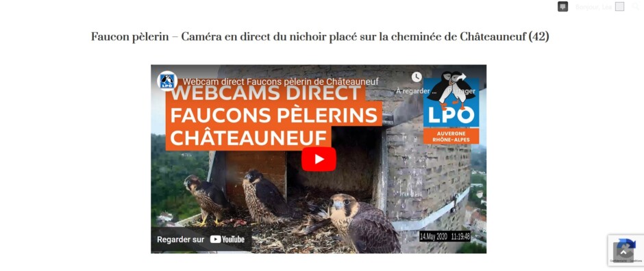 Les webcams en direct des nichoirs