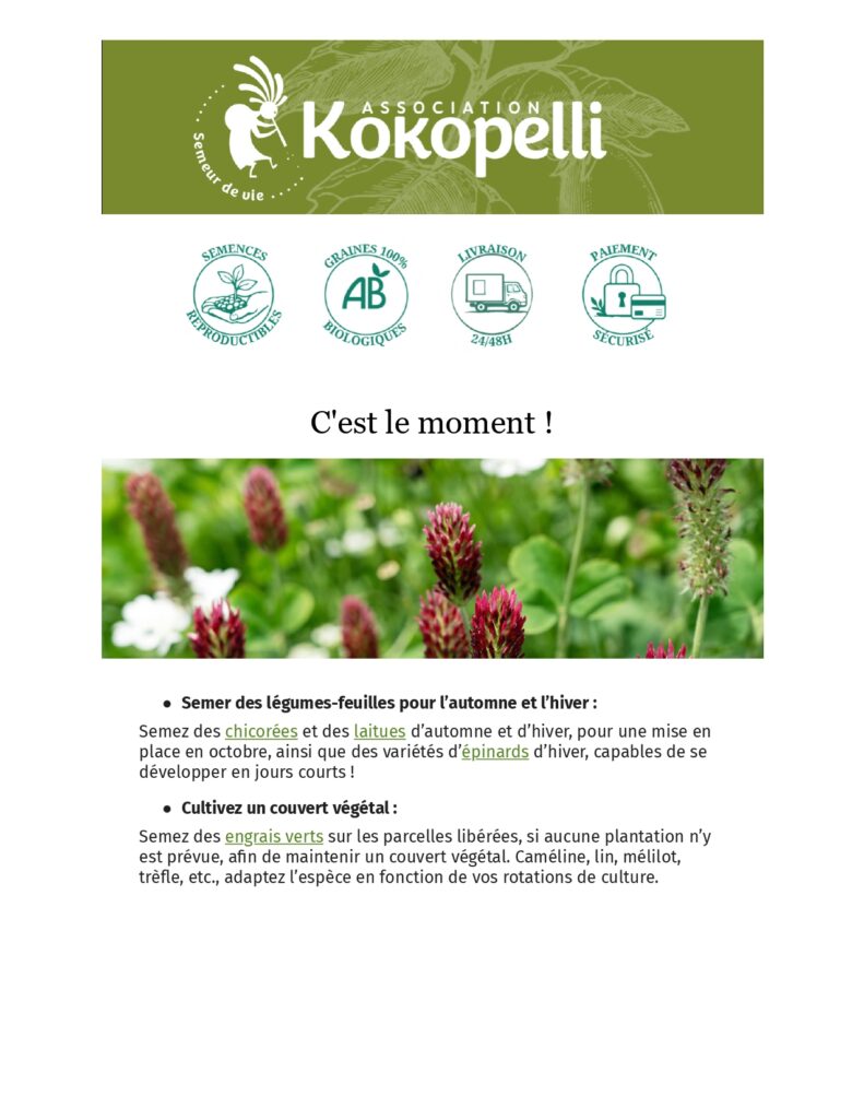 Semis de saison au potager avec des jeunes pousses de salades et engrais verts pour l'automne